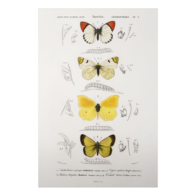 Billeder sommerfugle Vintage Board Butterflies II