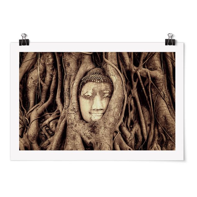 Plakater blomster Buddha In Ayutthaya Lined From Tree Roots In Brown