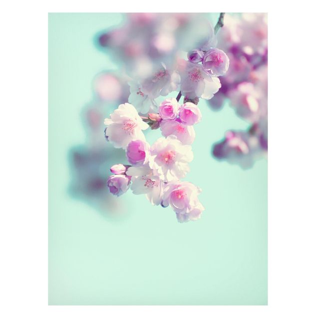 Magnettavler blomster Colourful Cherry Blossoms