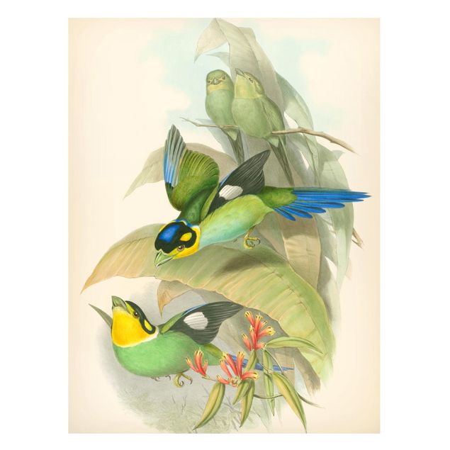 Magnettavler blomster Vintage Illustration Tropical Birds
