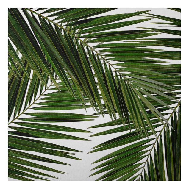 Billeder landskaber View Through Green Palm Leaves