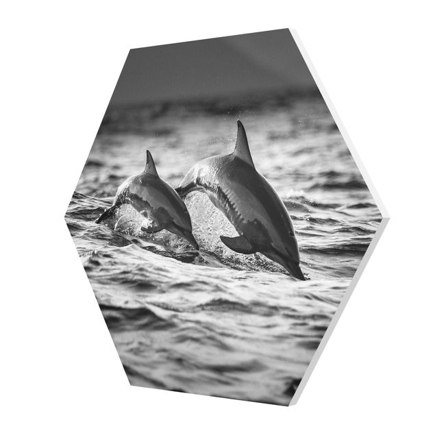 Billeder sort og hvid Two Jumping Dolphins