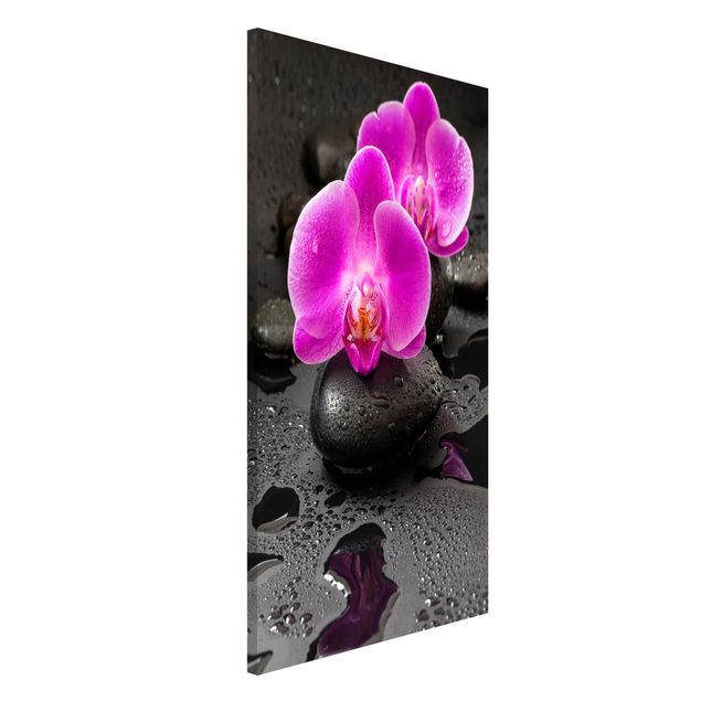 Billeder orkideer Pink Orchid Flower On Stones With Drops