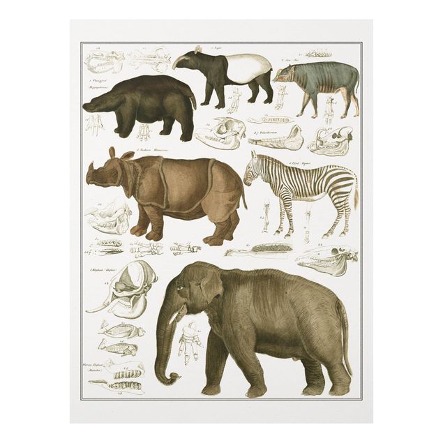 Billeder elefanter Vintage Board Elephant, Zebra And Rhino