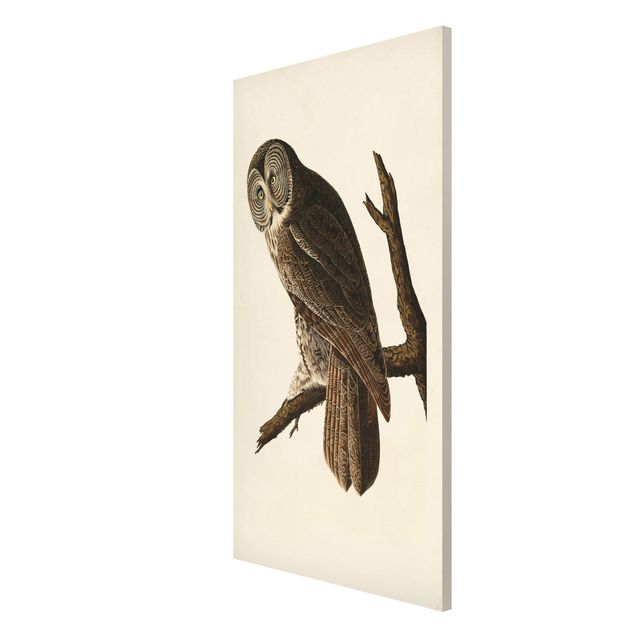 Billeder retro Vintage Board Great Owl