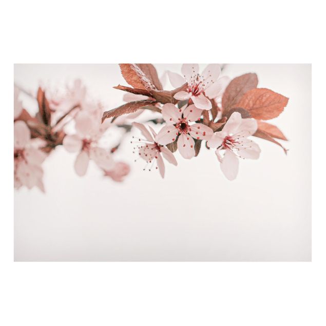 Magnettavler blomster Delicate Cherry Blossoms On A Twig