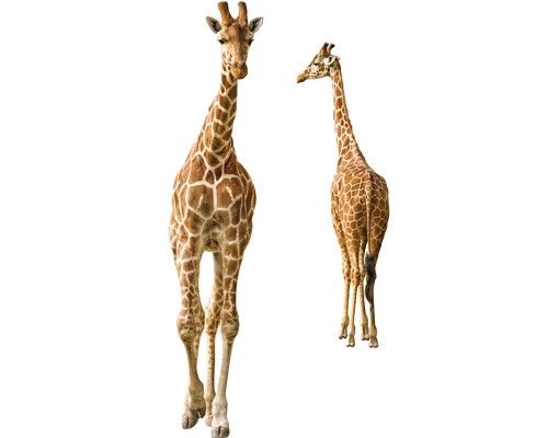 Vinduesklistermærker dyr Two Giraffes