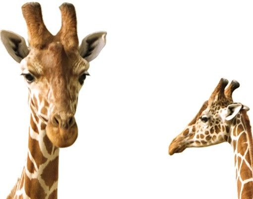 Selvklæbende folier Two Giraffes