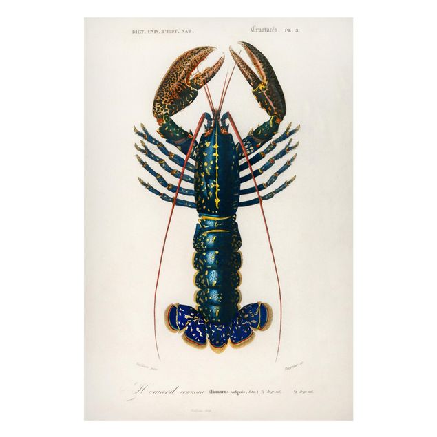Magnettavler dyr Vintage Board Blue Lobster