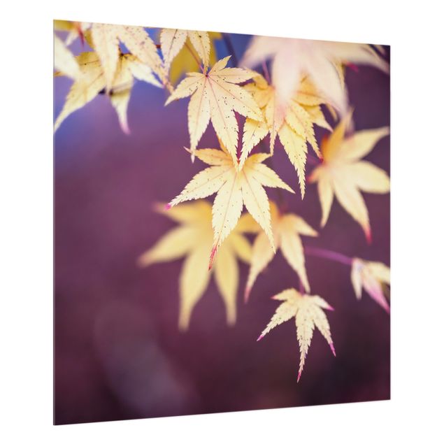 Stænkplader glas Autumn Maple Tree