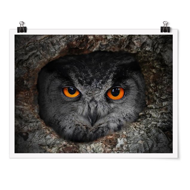Billeder dyr Watching Owl