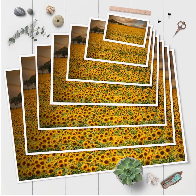 Billeder Field With Sunflowers