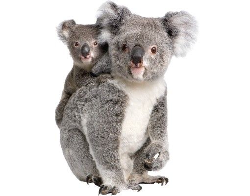 Wallstickers dyr Koala Bears