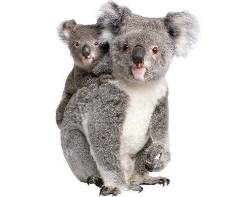 Wallstickers Koala Bears