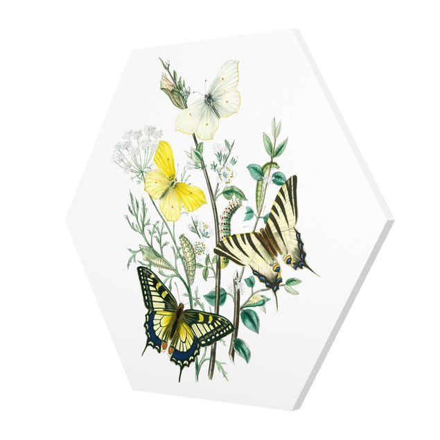 Forex British Butterflies III