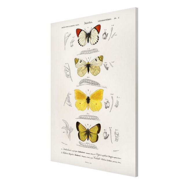 Magnettavler dyr Vintage Board Butterflies II