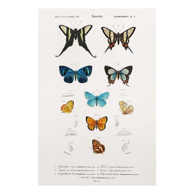 Billeder vintage Vintage Board Butterflies I