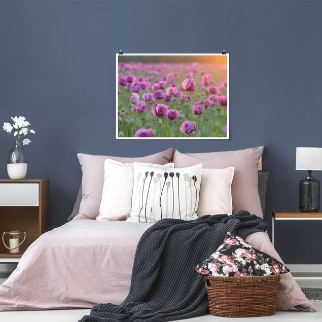 Plakater blomster Purple Poppy Flower Meadow In Spring
