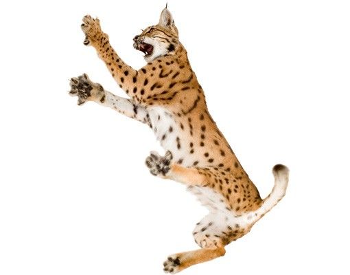 Wallstickers dyr No.370 Attacking Lynx