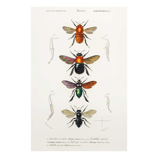 Billeder rød Vintage Board Insects