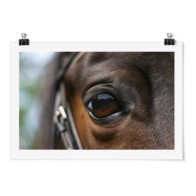Billeder moderne Horse Eye