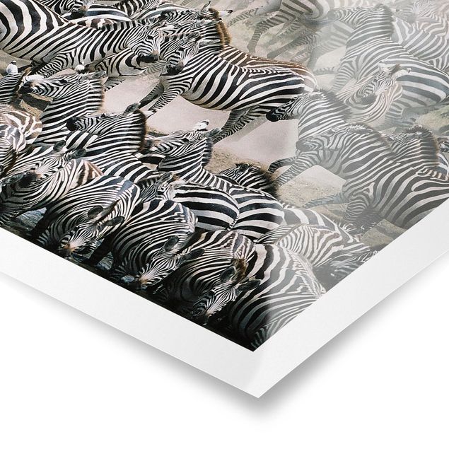 Billeder sort og hvid Zebra Herd