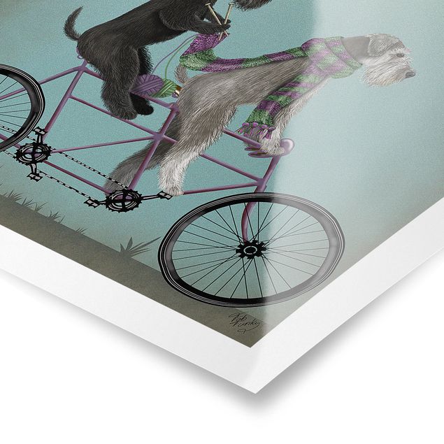 Plakater dyr Cycling - Schnauzer Tandem