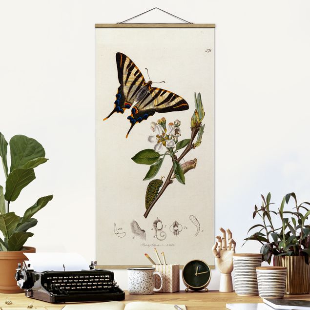 køkken dekorationer John Curtis - A Scarce Swallow-Tail Butterfly