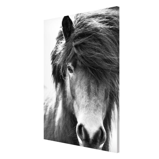 Magnettavler dyr Icelandic Horse In Black And White