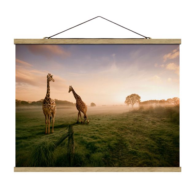 Billeder natur Surreal Giraffes