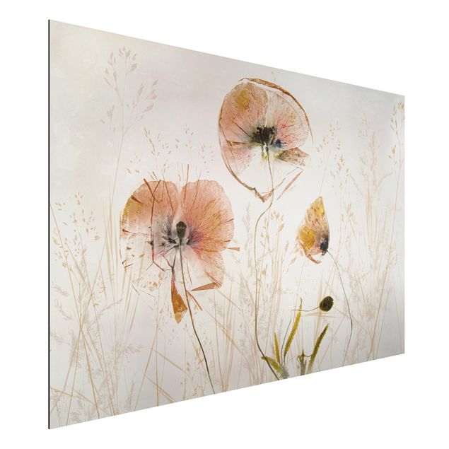 Billeder valmuer Dried Poppy Flowers With Delicate Grasses