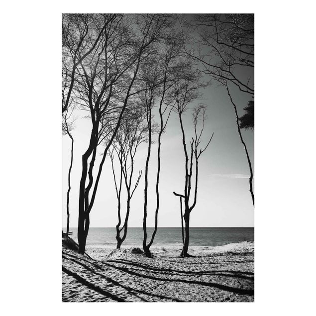 Billeder træer Trees At the Baltic Sea
