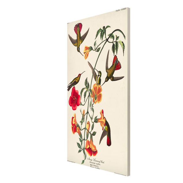 Billeder blomster Vintage Board Mango Hummingbirds