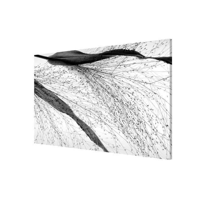 Billeder blomster Delicate Reed With Subtle Buds Black And White