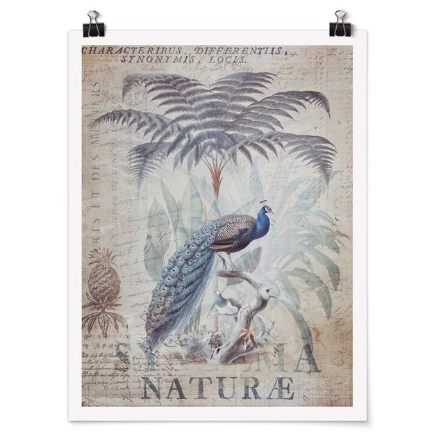 Plakater kunsttryk Shabby Chic Collage - Peacock