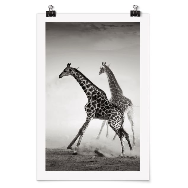 Plakater dyr Giraffe Hunt