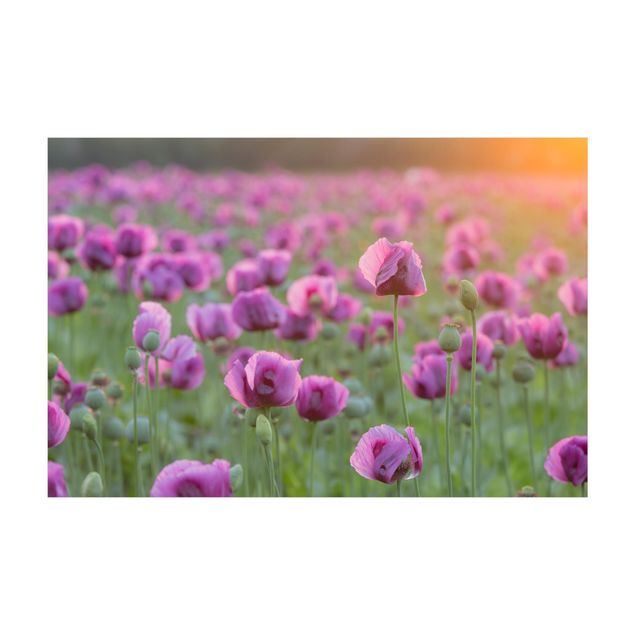 Lilla tæpper Purple Poppy Flower Meadow In Spring
