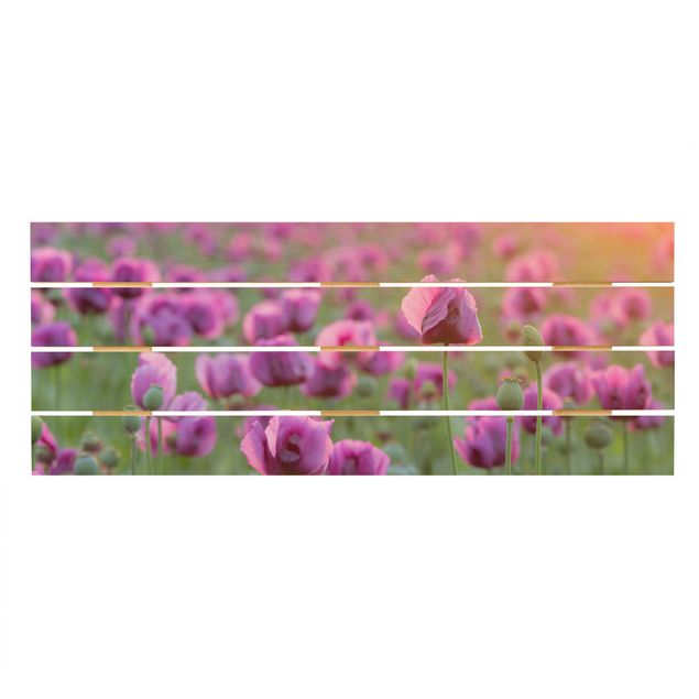 Billeder Purple Poppy Flower Meadow In Spring