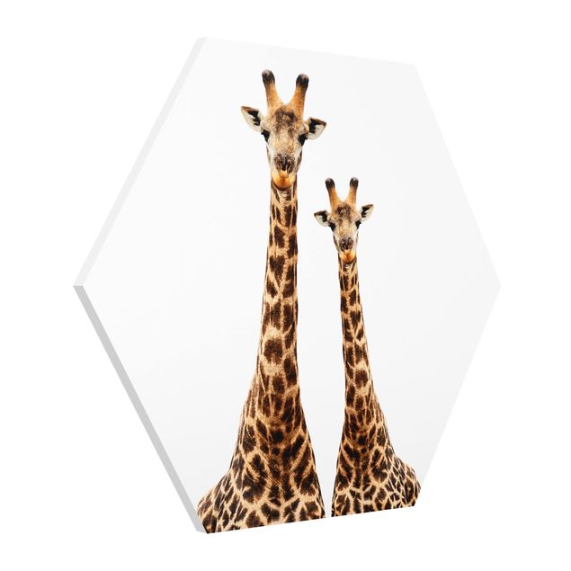 Billeder dyr Portait Of Two Giraffes