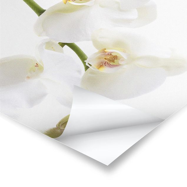 Billeder White Orchid Waters