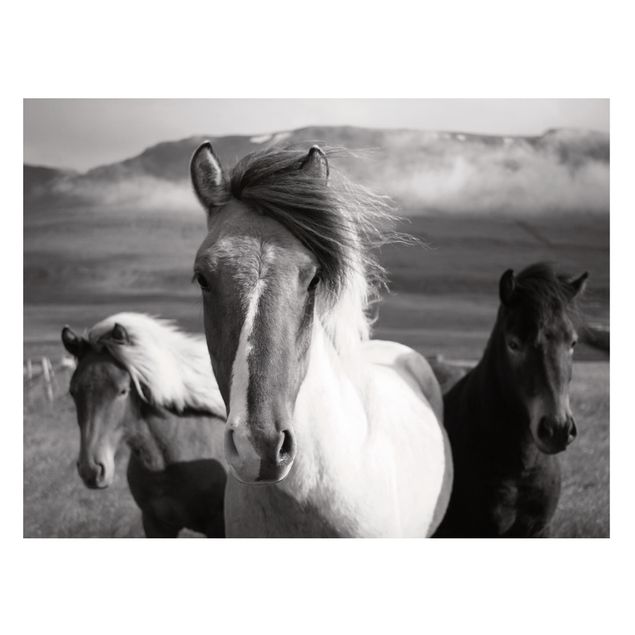 Billeder heste Wild Horses Black And White