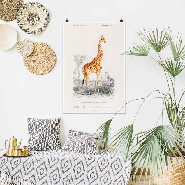 Billeder giraffer Vintage Board Giraffe