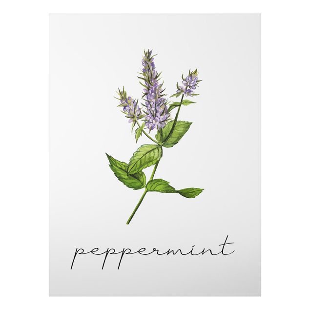 Billeder krydderier Herbs Illustration Pepper Mint