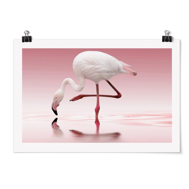 Billeder Afrika Flamingo Dance