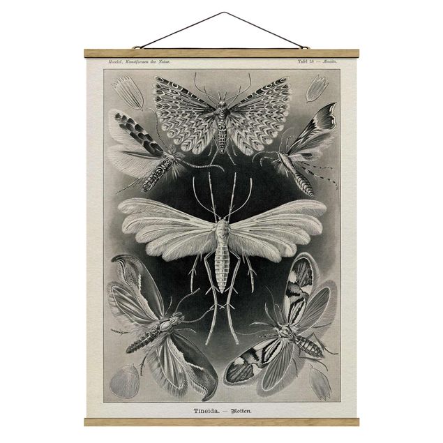 Billeder vintage Vintage Board Moths And Butterflies
