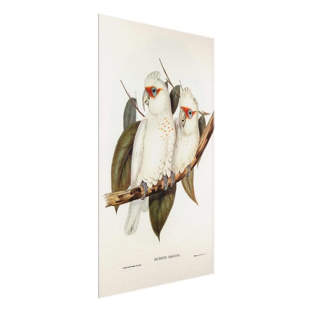 Billeder blomster Vintage Illustration White Cockatoo