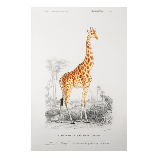 Billeder giraffer Vintage Board Giraffe