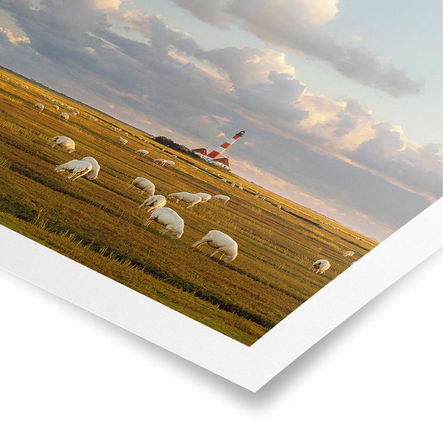 Plakater strande North Sea Lighthouse With Flock Of Sheep