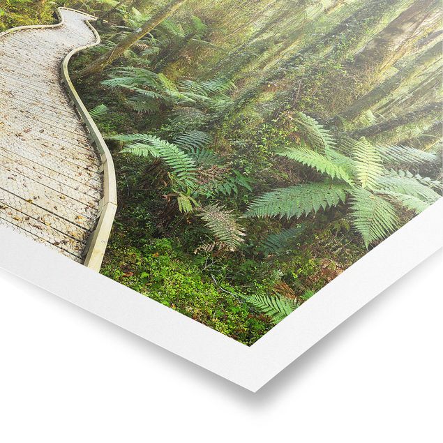 Billeder 3D Path In The Jungle