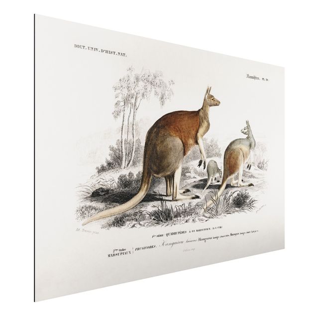 Billeder Australien Vintage Board Kangaroo